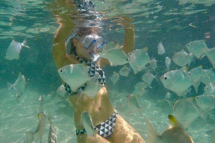 ゴールドコースト : ウェーブブレイクアイランドカヤック、シュノーケル、魚の餌付け