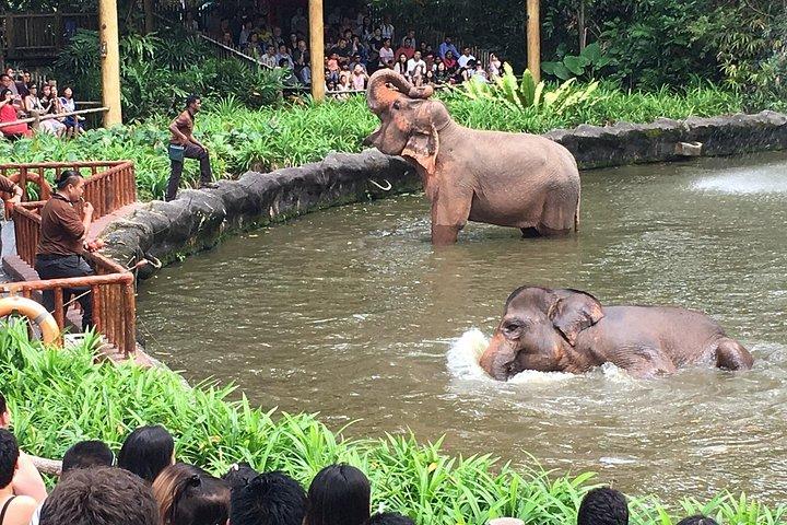 シンガポール動物園とナイトサファリのチケットおよびホテル送迎