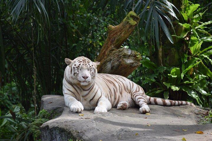 Zoológico de Cingapura e Safari Noturno Dia (ingressos e traslado)