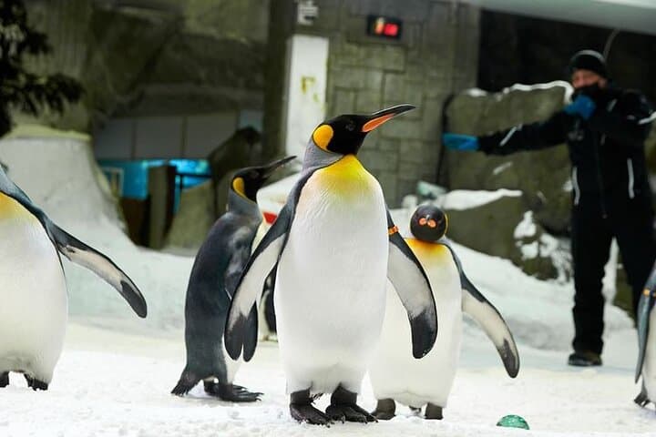 Ski Dubai Indoor Ski Resort - Snow Plus with Transfers Option