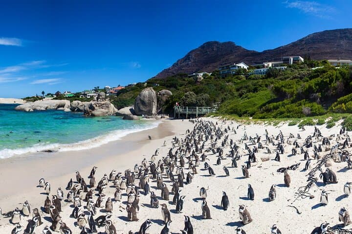 Full Day Cape Peninsula Tour