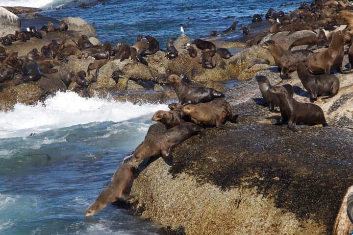 Full Day Cape Peninsula Tour