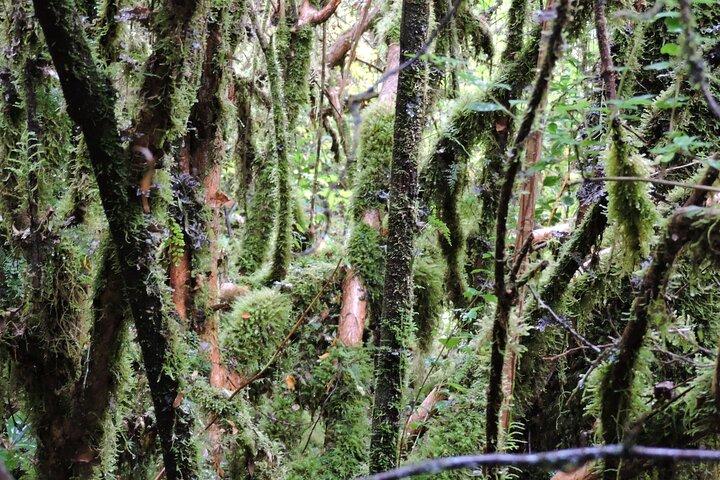 Puerto Varas, Petrohué Falls, Osorno Volcano, Cochamó, PRIVAT