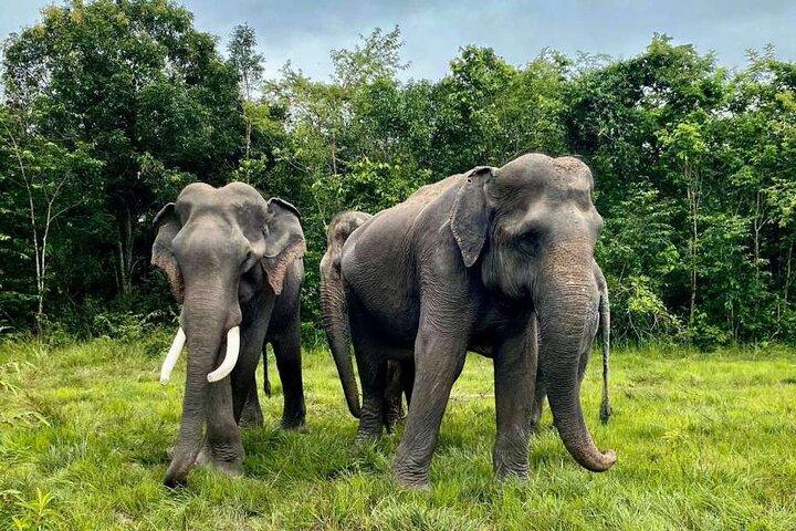 Kulen Elephant Forest & Tonlesap Lake