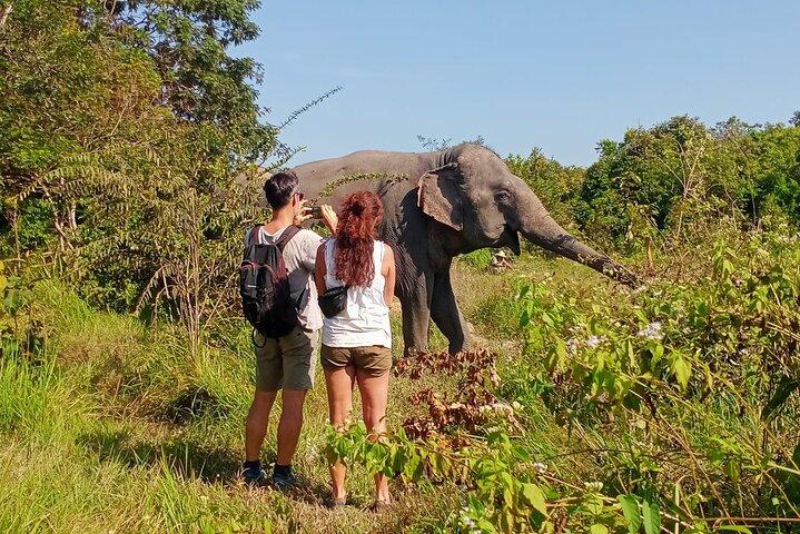 Kulen Elephant Forest & Tonlesap Lake