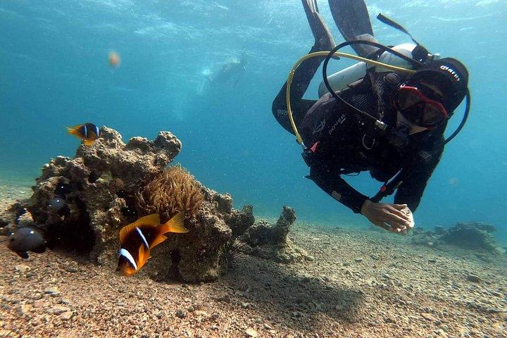 Aventure privée de plongée sous-marine dans la mer Rouge d'Aqaba
