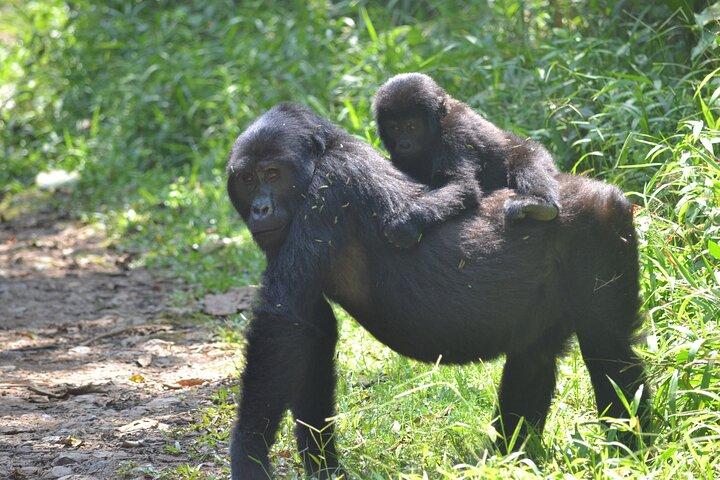 7 Tage Gorilla- und Schimpansensafari in Uganda