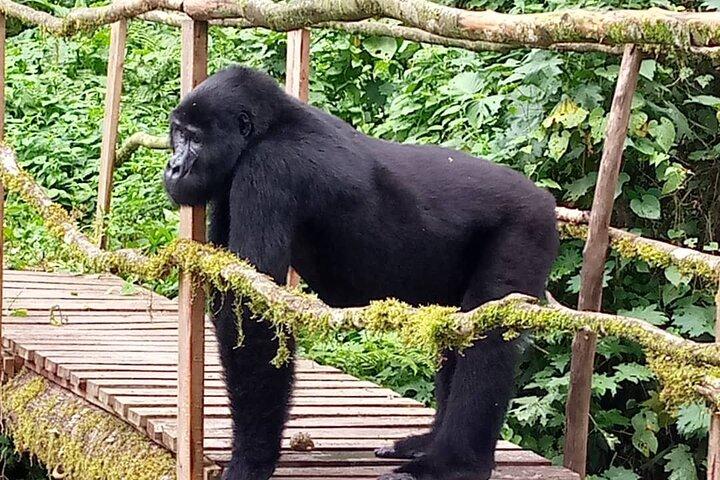 Visite privée de 3 jours Gorilla Trekking à Bwindi