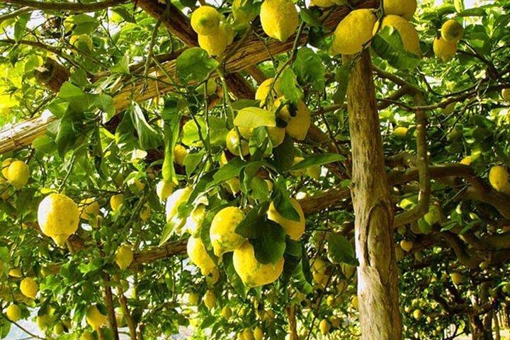 Wandeltocht door Sorrento met proeverij van olijfolie en limoncello.