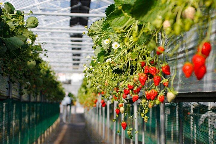 Excursion de jour dans les grottes de Batu et la ferme aux fraises de Genting Highlands avec un déjeuner indien authentique