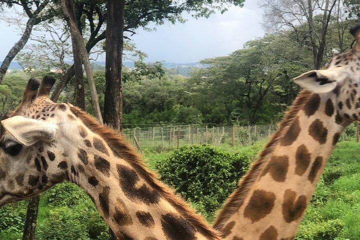 Excursion privée d'une journée à Nairobi au Giraffe Center et à Karen Blixen
