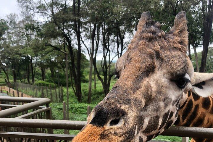 Excursion privée d'une journée à Nairobi au Giraffe Center et à Karen Blixen