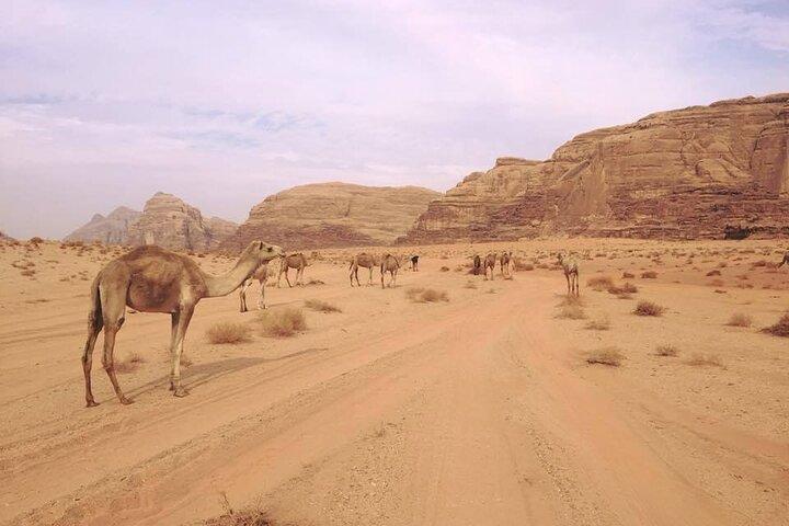 Tour privato del deserto del Wadi Rum di 1 giorno