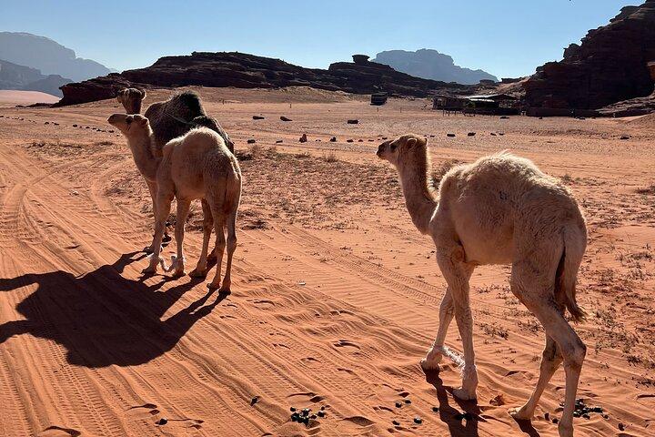 Tour privato del deserto del Wadi Rum di 1 giorno