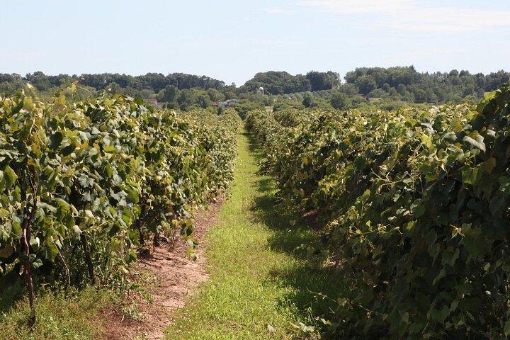 Excursão privada guiada pelo Niagara Wine Trail