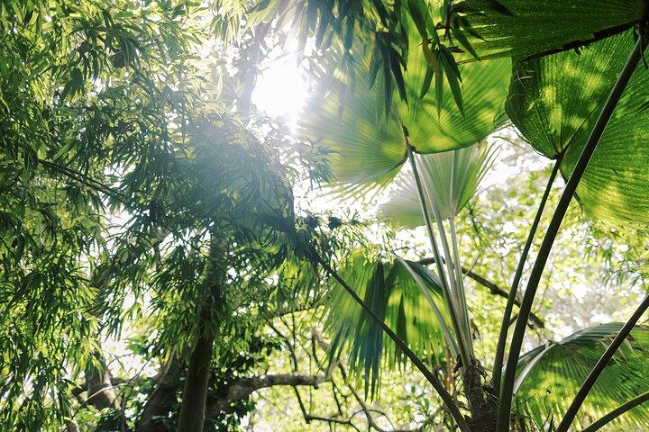 Tour della giungla montana del santuario della foresta di Kona Cloud (2,5 ore)