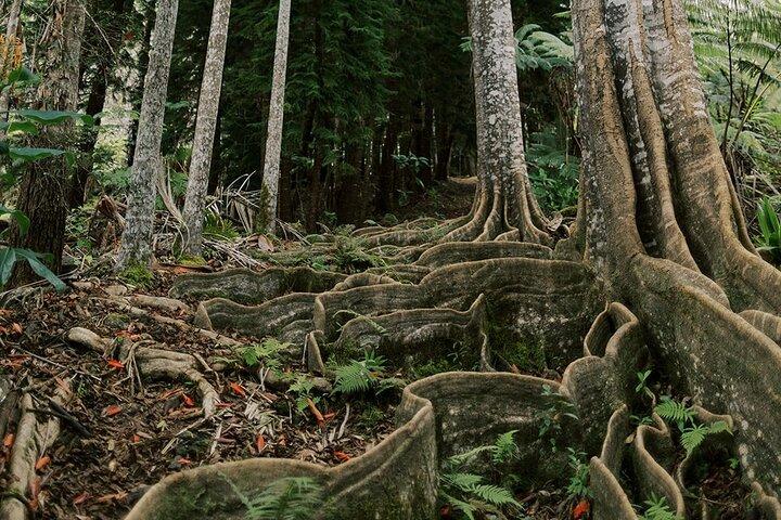 Tour della giungla montana del santuario della foresta di Kona Cloud (2,5 ore)