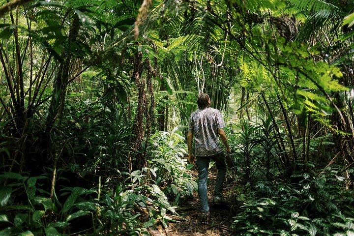 Tour della giungla montana del santuario della foresta di Kona Cloud (2,5 ore)