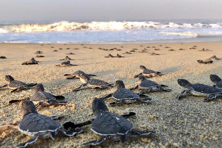 Olive Ridley Turtle Release-ervaring