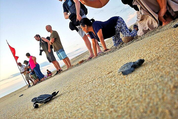Olive Ridley Turtle Release-ervaring