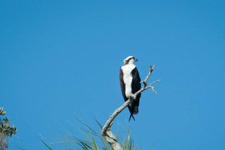 Cruzeiro Crystal River - Mantee & Wildlife Viewing