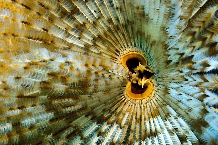 [GRUPPE] SCUBA DIVING für zertifizierte Taucher in Phu Quoc Island