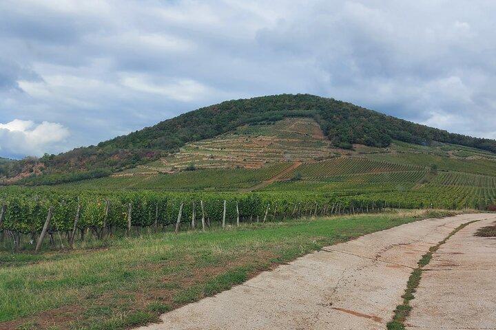 Tour do Vinho Tokaj