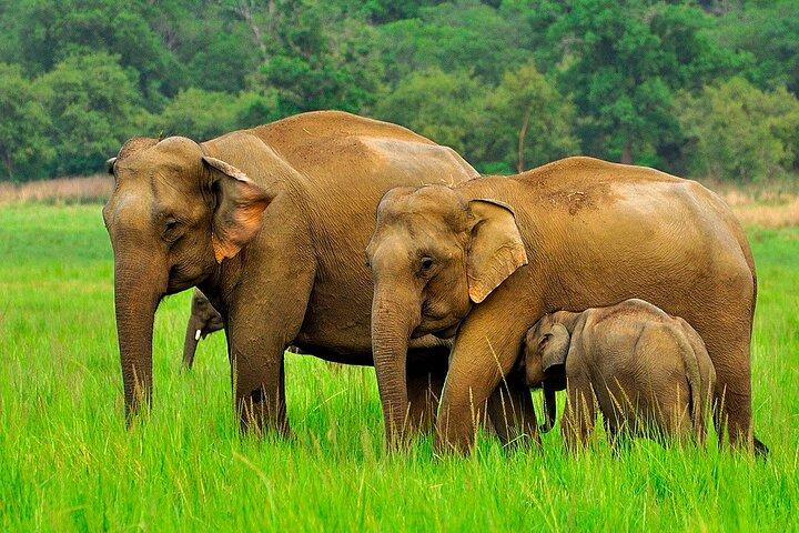 キャンディからMinneriya国立公園、Sigiriya＆Dambullaへの日帰りツアー