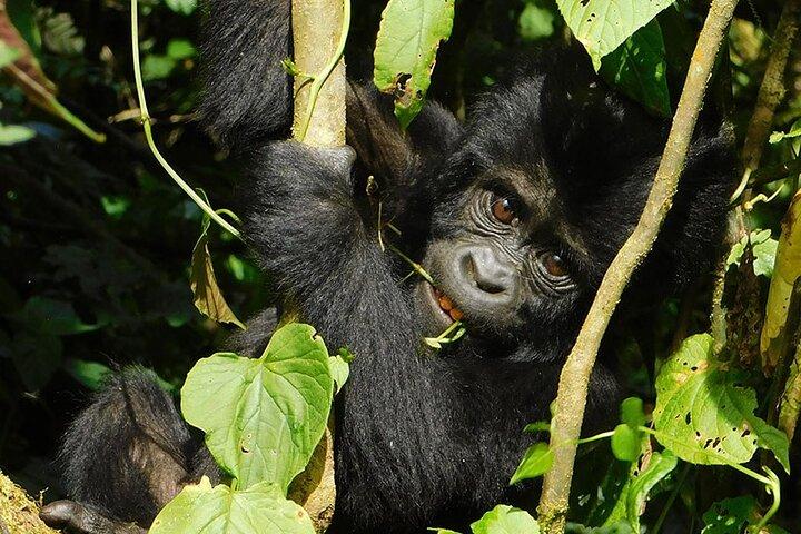 10-tägige Uganda-Primaten- und Big-5-Safari