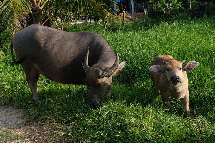 ホイアンの田舎ジープツアー：食べ物、文化、日常生活