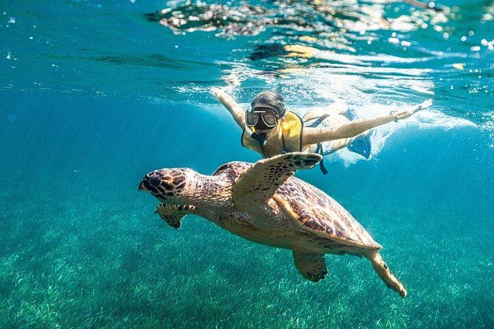 Excursion avec des tortues et des raies Puerto Morelos