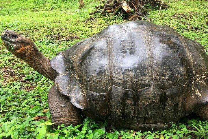 子供と楽しむ9日間のガラパゴス諸島ファミリー向けツアー