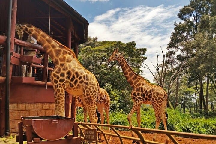 Nairobi City Tour : Museum, Major Landmarks and Giraffe Centre.