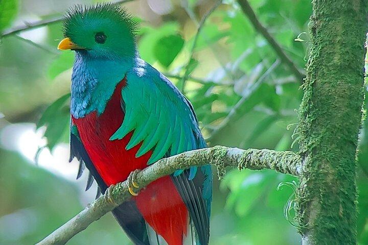 Monteverde Cloud Forest guidad naturvandring med lokal naturforskare