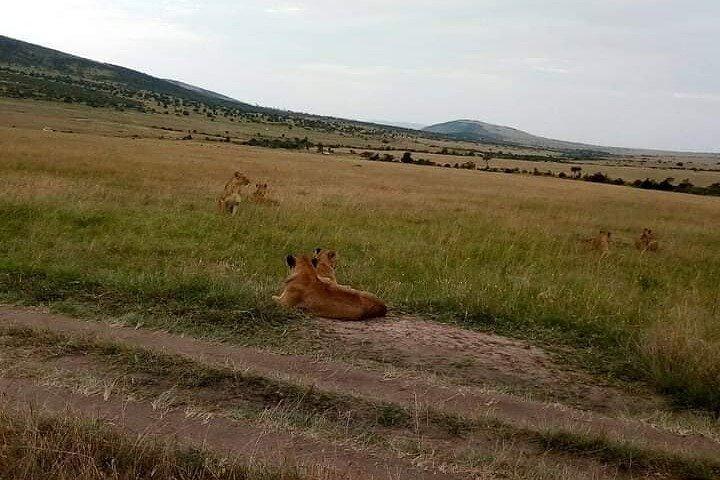 6 dages privat tur i Wildebeest Migration Safaris