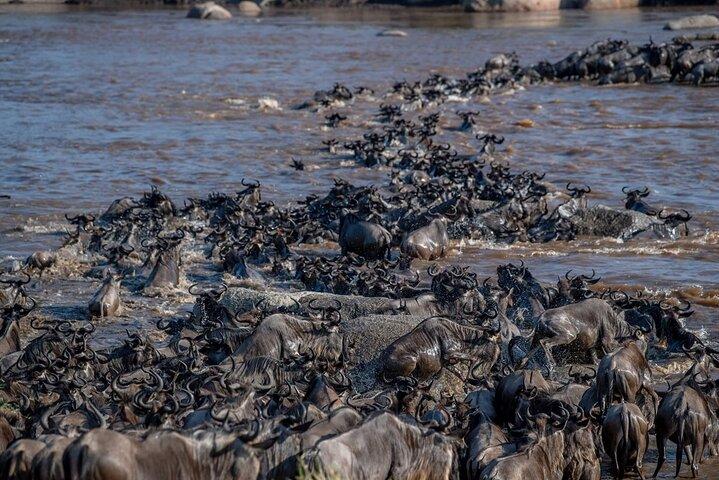 6 dages privat tur i Wildebeest Migration Safaris