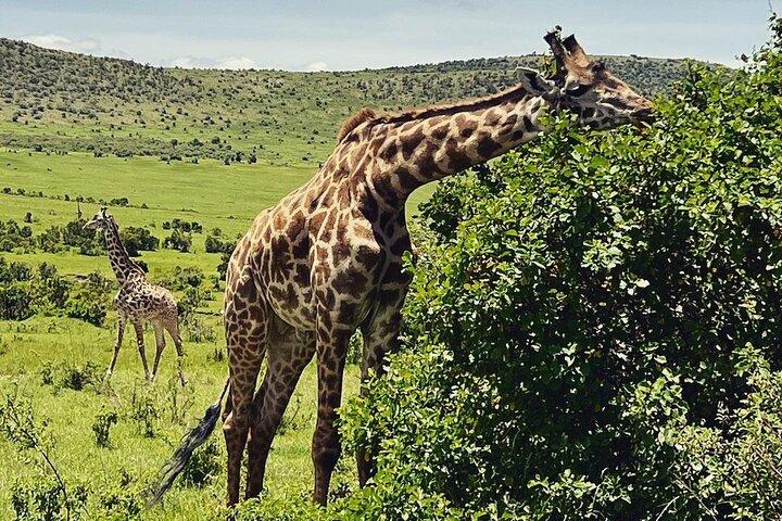 6 dages privat tur i Wildebeest Migration Safaris