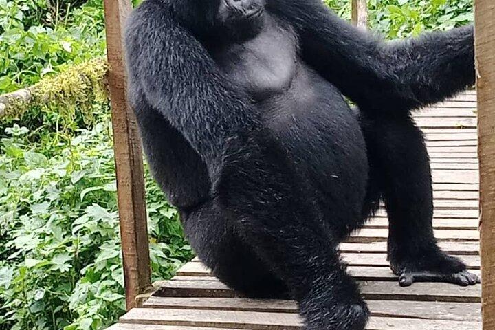 Visite privée de 3 jours Gorilla Trekking à Bwindi