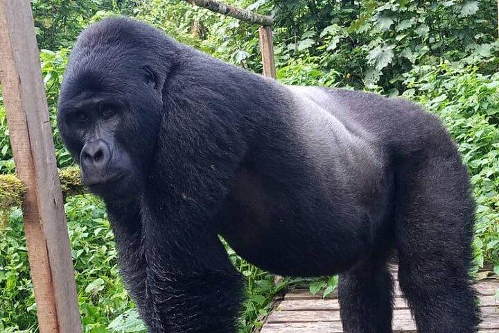 5 Tage Uganda Primaten- und Gorilla-Trekking-Luxussafari