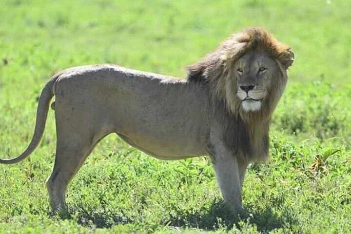 Safari Maasai Mara de 3 jours dans une jeep 4x4 Land Cruiser