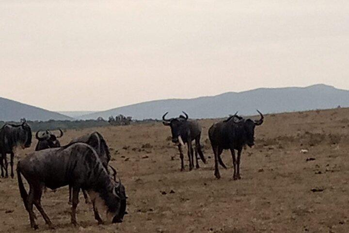 Safari Maasai Mara de 3 jours dans une jeep 4x4 Land Cruiser