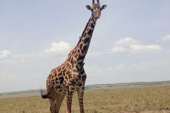 Safari Maasai Mara de 3 jours dans une jeep 4x4 Land Cruiser