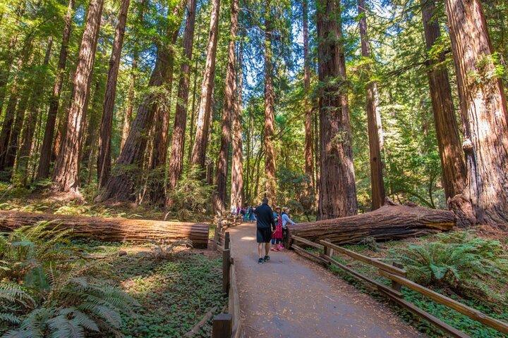Officiell Alcatraz Tour med SF City, Muir Woods & Sausalito