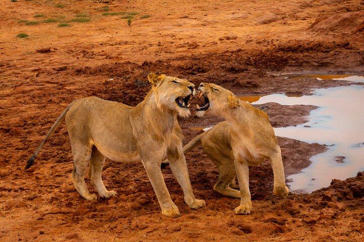 Tsavo East Day Safari från Mombasa och Diani