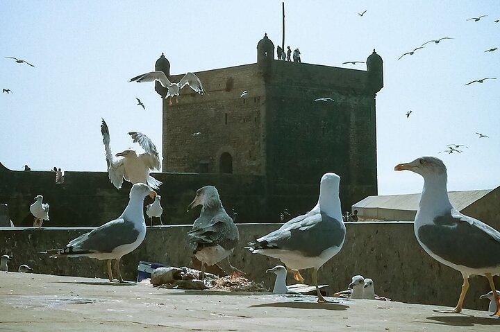Heldagstur til Essaouira fra Marrakech
