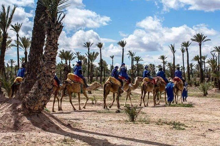 Tour Camel Ride at Palm Grove