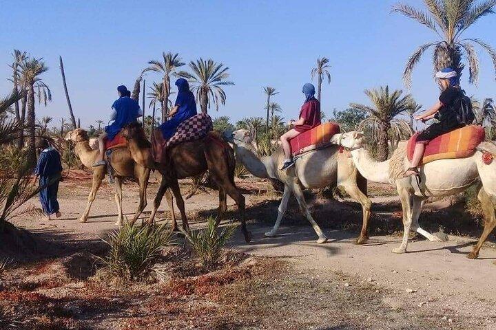 Tour Camel Ride at Palm Grove