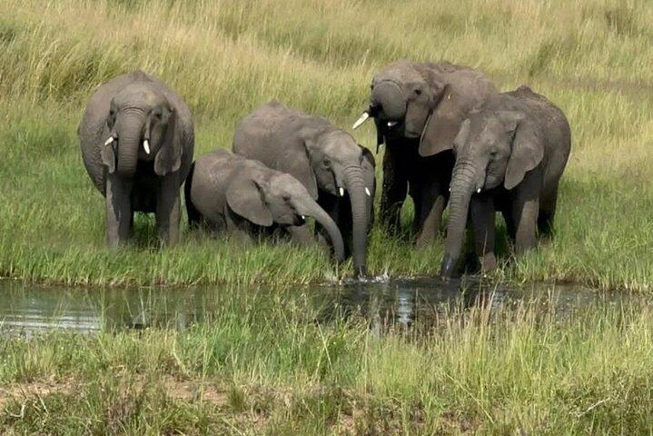 6 dages privat tur i Wildebeest Migration Safaris