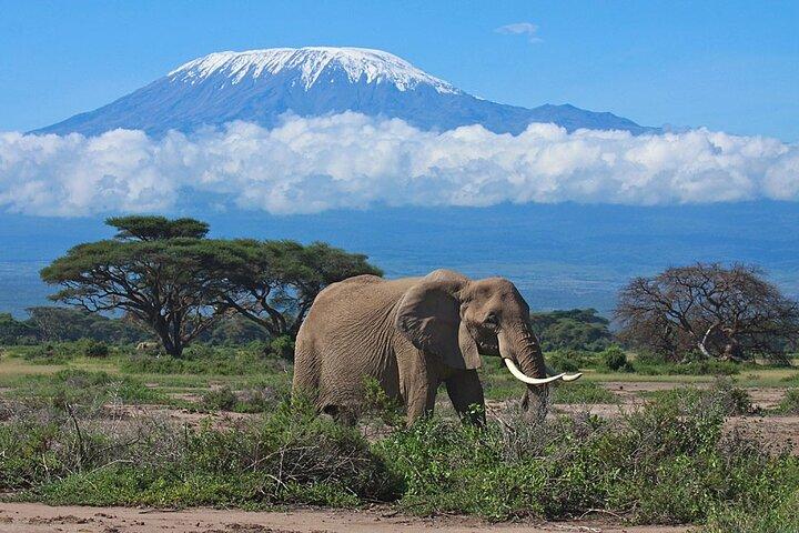 Amboseli Nationaal Park Safari