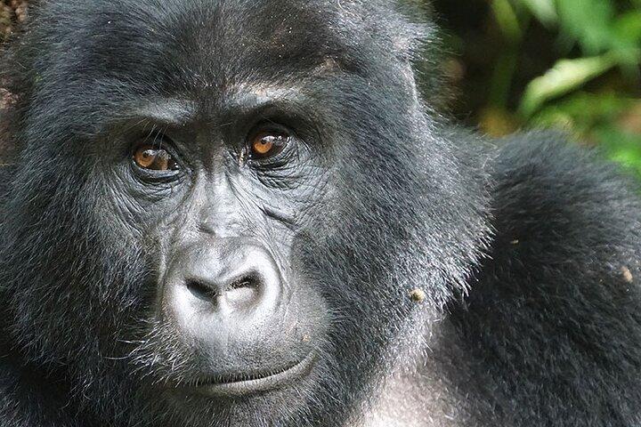 6 dias Uganda Safaris Gorilla e Big Game
